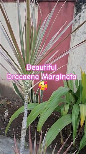 Beautiful indoors plant for home /Dracaena Marginata