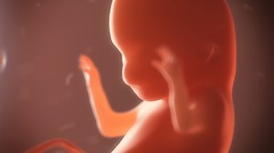embryo timelapse