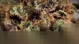 67K views · 251 shares | What are the easy strains to grow, read this https://cannabis.net/blog/strains/the-5-easiest-cannabis-strains-to-grow | Cannabis.Net | Facebook