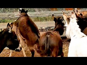 Two Donkeys Meet for the First Time 🐴 | Heart-Touching Farm Life