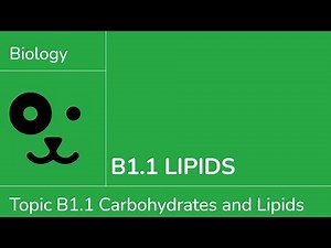 B1.1 Lipids [IB Biology SL/HL]