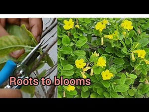 Care Of Allamanda Yellow Trumpet Vine|| Propagation Of Allamanda || Summer &Permanent Flowering
