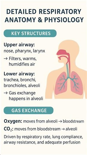“Respiratory System Explained Fast: Anatomy, Physiology & Gas Exchange (Nursing Cheat Sheet)”
