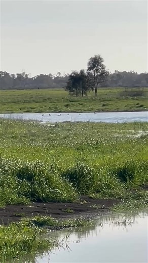 8K views · 39 reactions | Field & Game Australia on Reels | Facebook