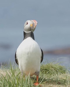 I puffin' love these wee guys! Caricatures of the bird world, it's sometimes hard to believe they're real, but they'll never fail to put a smile on your face 😍 On our multi-day Spring Island Adventure and 1 day Puffin tours, you can get up close and personal with these delightful 'clowns of the sea'! A photographers delight 📷 Get in quick though. They only hang about for a few short months. #puffins #hebrides #islandstyle | Basking Shark Scotland