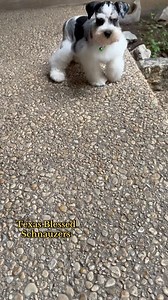 💚Gibbs💚#schnauzers #fyp #miniatureschnauzers #toyboy #schnauzerpuppies #puppiesofig #explorepage #littlelove #sweets #hypoallergic #instagood #sanantoniotexas #merle #merlepuppy #merleparti #merlepuppies #texasblessedschnauzers_ #whenyouknowyouknow #schnauzerlove #schnauzeroftheday | Texas Blessed Miniature Schnauzers