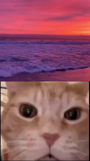 Hilarious Cat Videos Compilation