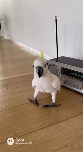 The Cockatoo That Dances Better Than You
