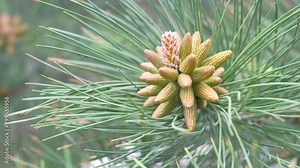 Growing beautiful pine cones on the pine tree among needles, closeup view. Young small cones looks like amazing flowers on pine branches. Trees on wild nature, pine's life cycle morphology.
