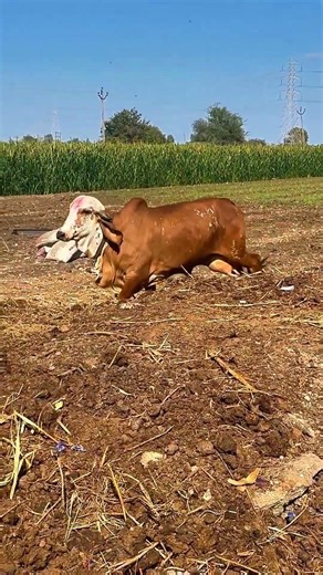 big gir happy to playing & fly jump to run | top breed gir in farmers home#short#viral#cow#trending