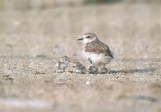 How to help protect threatened snowy plover as nesting season begins on the Oregon Coast