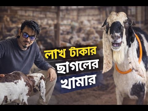 লাখ টাকার ছাগলের খামার| Profitable Goat Farming Business in Bangladesh