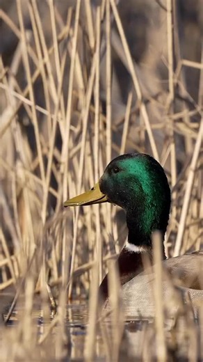 Did you know the slow raehb-raehb-raehb call is used by the drake mallard to draw attention to himself for the purpose of attracting a mate? This same call is also used to alert other mallards of the presence of a predator. 🎥: @matthewryancreative #ducksunlimited #waterfowl #conservation #outdoors #ducks #du | Ducks Unlimited