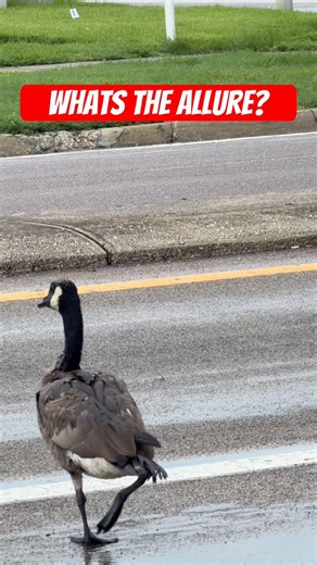 Why does everyone want to be on the road in Bradenton?