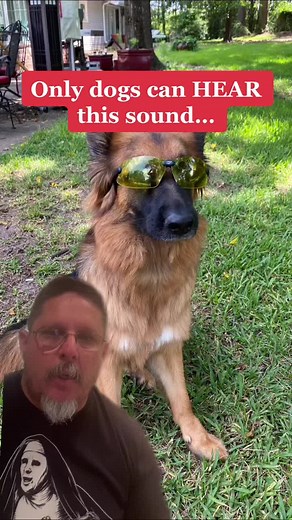 OMG this dog soundwave is insane 😲 #foryou #foryoupage #xyzbca#voiceeffects