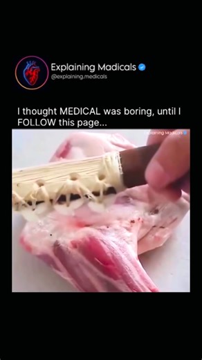 Medical | Health | Anatomy | Shark teeth are incredibly strong because they are designed for one purpose: constant cutting and tearing. Unlike human teeth, shark teeth... | Instagram