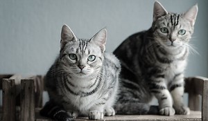 American Shorthair: Cat Breed Information & Characteristics