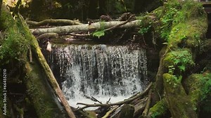 Forest river with steep cascade of rapids and dam of fallen tree branches slow motion. Small waterfall on running creak in wild wood. Water splashing