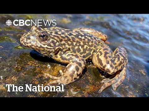 Devastating frog pandemic takes hopeful turn