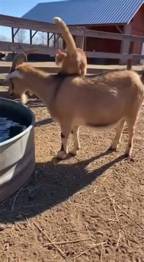 A cat picks the calmest ride