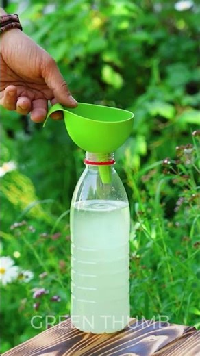 Protecting My Garden from Aphids – Easy Hack! 🧴🌼