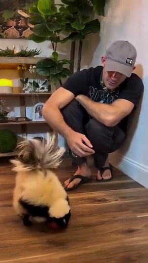 184K views · 5.3K reactions | Asami the skunk! She’s one of our...