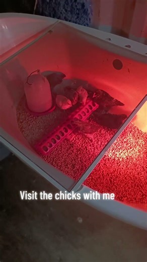 A chicken a day brings the good vibes your way #happychickens #hobbyfarmlife #brooder