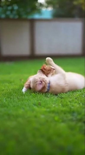 Cat and Dog Best Friends Playing Together 🐱🐶 #CatsAndDogs #PetFriendship