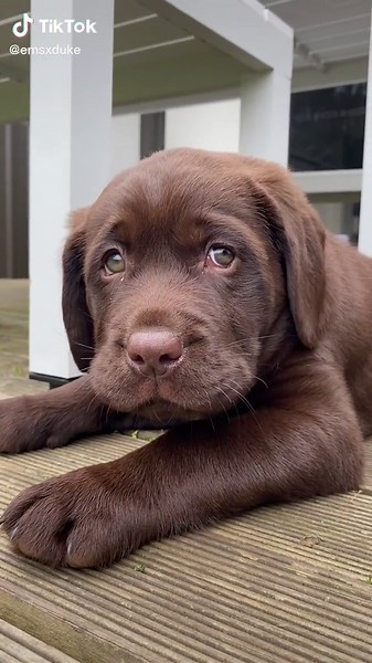 Meet Maverick: Chocolate Labrador Puppy TikTok Compilation