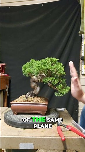 Bonsai Silhouette: How to Shape a Perfect Tree