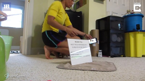 Adorable Guinea pig smashes Guinness World Record for most tricks