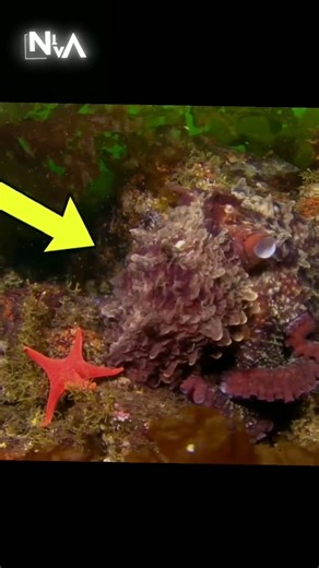 Octopus Is an Alien on Earth 😳🐙