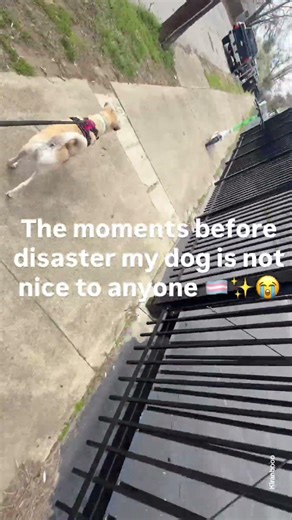 Mini vlog of me walking my dog Gaia 😭 I named her after goddess of earth but she’s so crazy …🐕