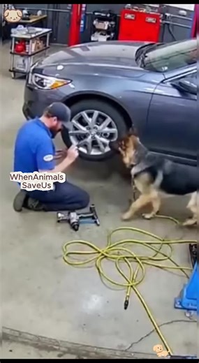 Dog rescue human #rescue #protect #animals #save #dog