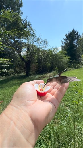 45 reactions · 9 comments | Female and male Ruby-throated hummingbirds hand feeding. | Daniel Hipp | Facebook