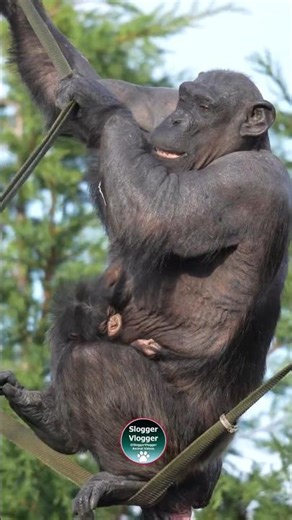 🔥 High Climb With a New-born Baby Boy on Board #ChesterZoo #babyanimals