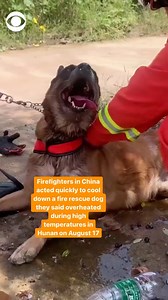 Firefighters cool down service dog amid record temperatures in China. #news #china #dogs | CBS News
