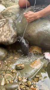 Stripe catfish eating | Mel Olivares