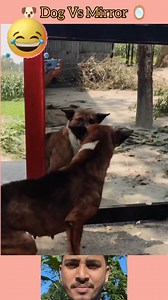 Funny Mirror Prank on Dog | Hilarious Dog Reaction Video | Ar'u Gaming