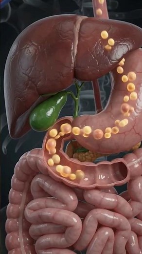 INSIDE Your Body: How the Gallbladder Releases Bile