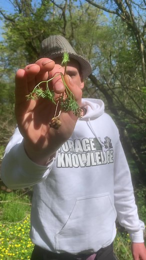 Foraging Pignuts! #foraging #foragingforfood #foragedfood #wildfood | Forage For Knowledge