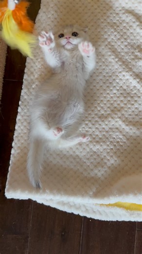 A relaxing way to play 😸 Enabling a bad behavior? 😅 🐾🐾🐾🐾🐾🐾🐾💗💓💕💞💕💘💖🐈 💕💕💕💕🐾💕💕🧡🤍💜💛💛🤍🧡💛🤍🧡💛🤍🧡💛🤍🧡💖💗💗💗⁣ 💕⁣ 💖⁣ 💙⁣ 💛⁣ 💓⁣ 💕⁣ 😽⁣ 😇⁣ 🐱⁣ 😺⁣ 😺⁣ 🐱⁣ 🐾⁣ 🐾⁣ 🌸⁣ 🌼⁣ 🌻⁣ ☀️⁣ 🌼⁣ 🌸#cats_of_instagram #meow #cutekitten #catofinstagram #lovecats💟💞💝💛💗💚💞💜💖💕💋❤💙😻😹😸😼💚💛💜💝💘😻😹💋❤💕💖💙💝 #scottishfoldmunchkin #lovecats💟💞💝💛💗💚💞💜💖💕💋 #kittygram #meowbeauties #catlover #furbabies🐾 #kittensdaily #caturday #tinyfoldmunchkin #furbaby #catsgr