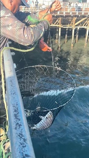 Santa Monica Pier California 🇺🇸 spotfin croaker fishing #californiafishing #santamonicapier