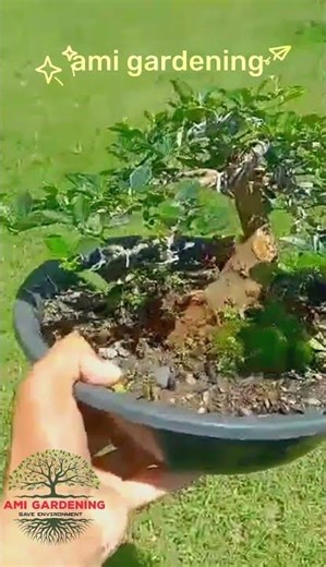 Why Bonsai Trees Are So Beautiful I bonsai I Creating a bonsai