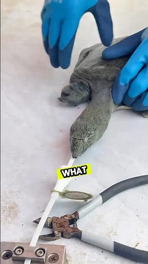 How to Secure a Softshell Turtle