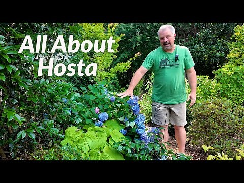 All About Hosta