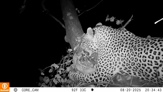 Legadema Hunting & Safaris - Mozambique & South Africa on Reels