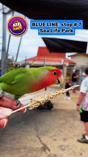 Waikiki Trolley on TikTok