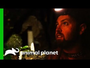 This Mystery Predator Could Be A Tasmanian Tiger! | Extinct or Alive?