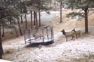 A Young Elk on a Trampoline Will Brighten Anyone's Day